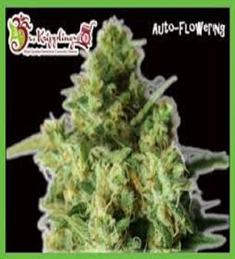 The Incredible Bulk Cannabis Seeds By Dr Krippling