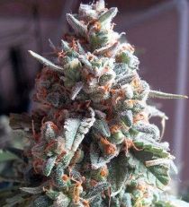 Auto Massassin by Critical Mass Collective Seeds