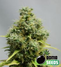 Big Bomb Regular Marijuana Seeds