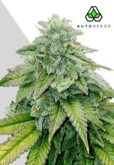 Bruce Banner Autoflower - Auto Seeds