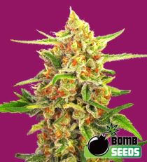 Cherry Bomb Regular Marijuana Seeds