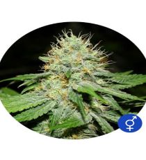 Original Afghan Regular by Bulldog Seeds