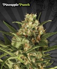 Pineapple Punch ‚Äì Auto Seeds