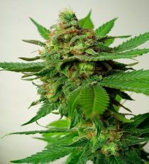Psychotropic Mass by Critical Mass Collective Seeds