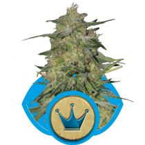 Royal Highness by Royal Queen Seeds