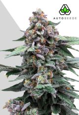 Runtz Autoflower - Auto Seeds