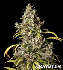 Monster by Eva Seeds