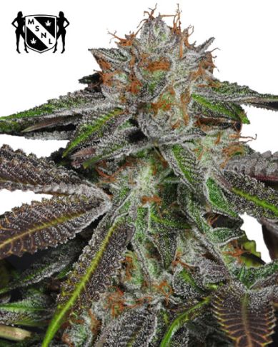 Bruce Banner #3 Feminized By MSNL Seeds