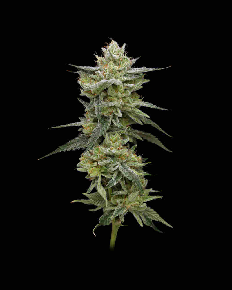 Gorilla Glue #4 Auto - Cannabis Seeds from Original Sensible