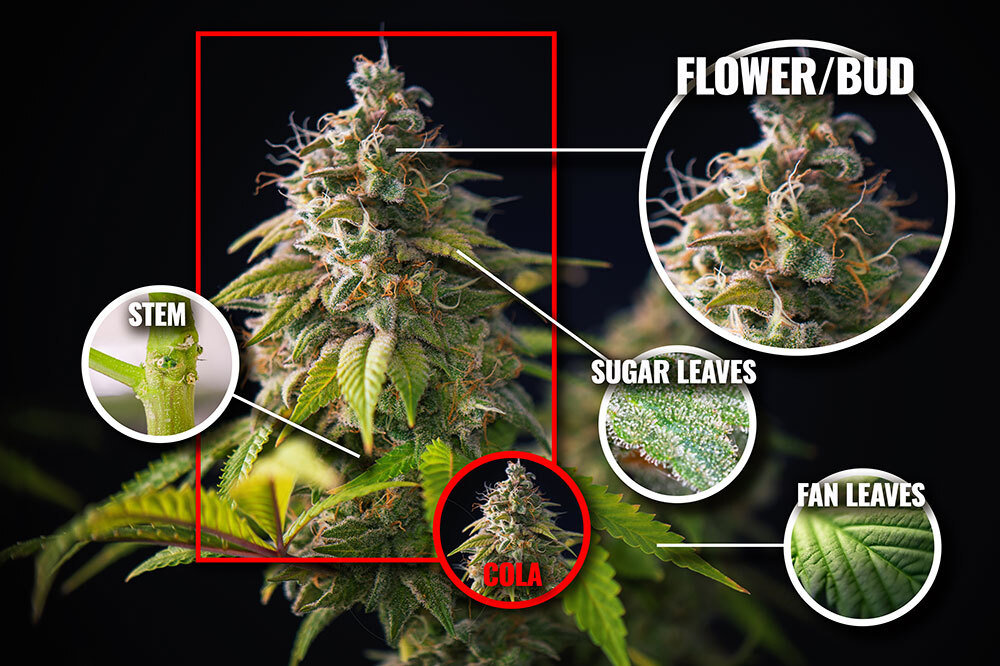 The Ultimate Guide to Cannabis Plant Anatomy - The Cannabis Blog | 420 ...