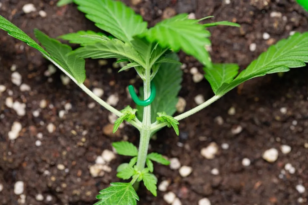 cannabis plant being topped after lst training