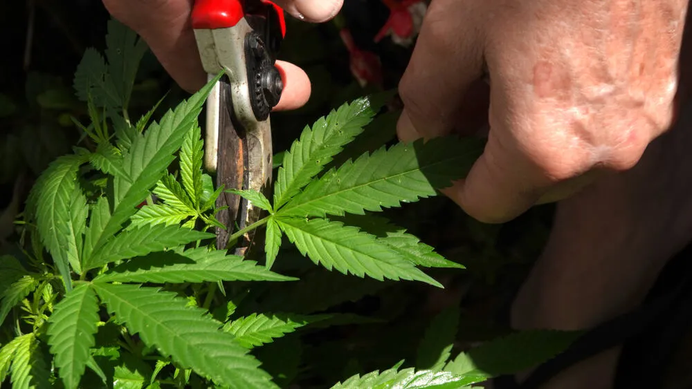 man defoliating cannabis leaves with scissors