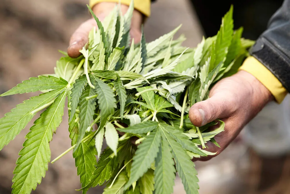 man holding cannabis leaves after defoliation