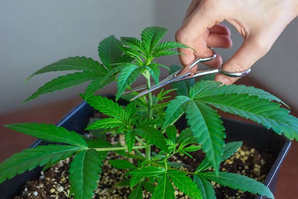 womans hand holding scissors and topping autoflower cannabis plant