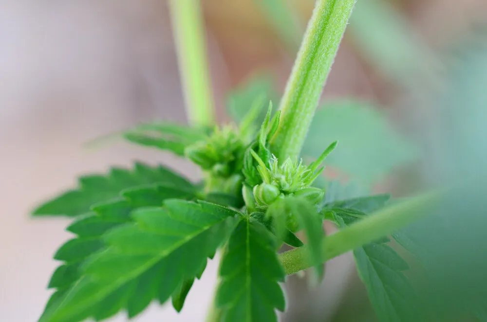 early signs of hermie cannabis plant showing pollen sacks developing with a female flower