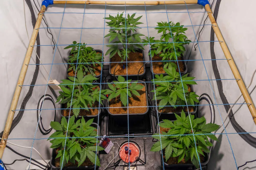 cannabis plants in a small grow area using a scrog net