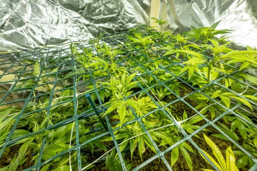 How to grow cannabis in a sea of green (SOG)