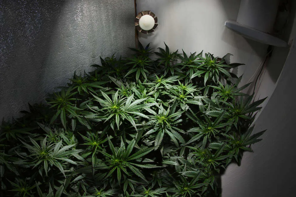 cannabis growing indoors using sea of green