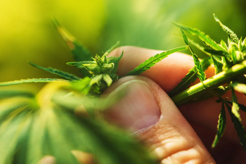 close up shot of male pollen sacks forming on cannabis plant