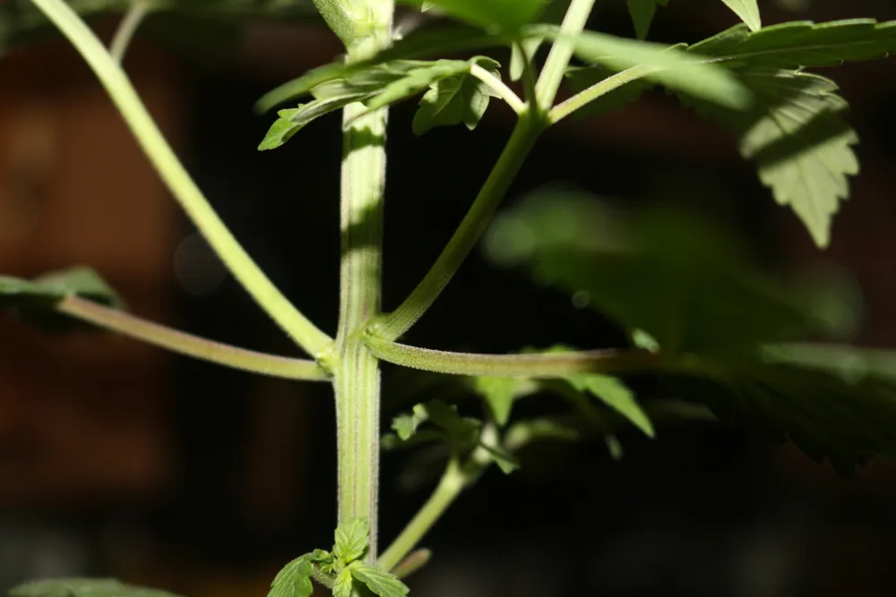 close up shot of cannabis nodes