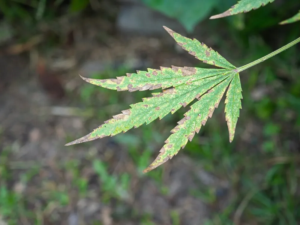 cannabus leaf with rust spots