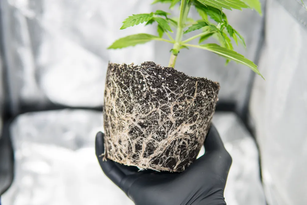 cannabis plant roots taken out of pot