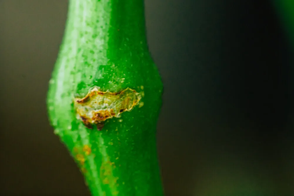 cannabis plant super crop close up