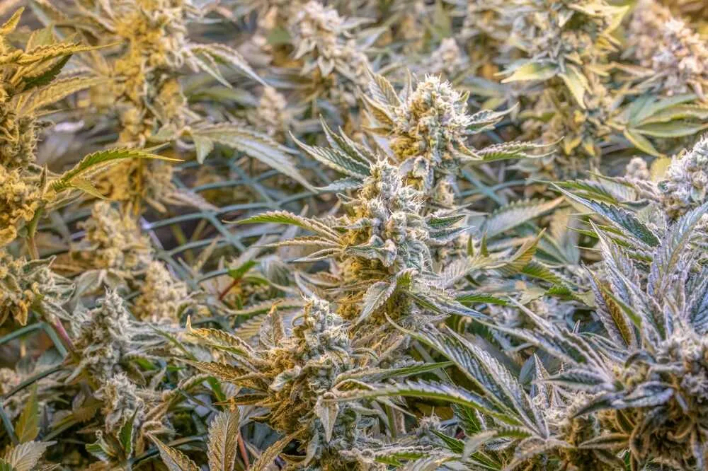 cannabis plants flowering in a sea of green