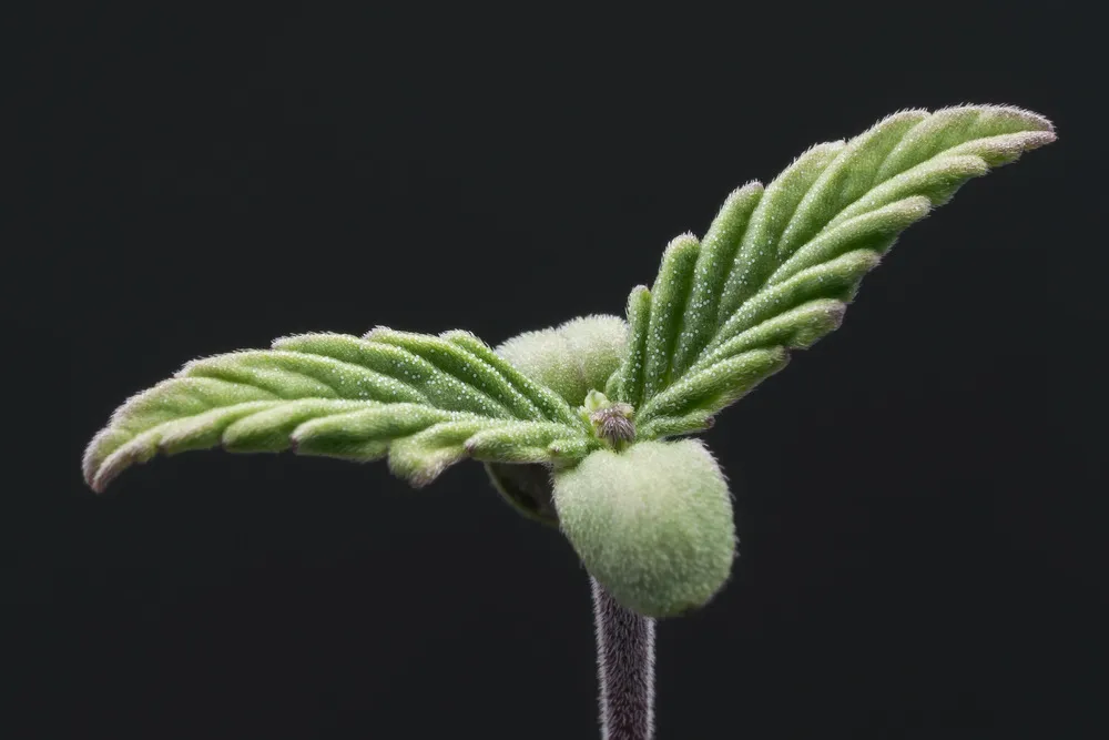 close up of cannabis seedling