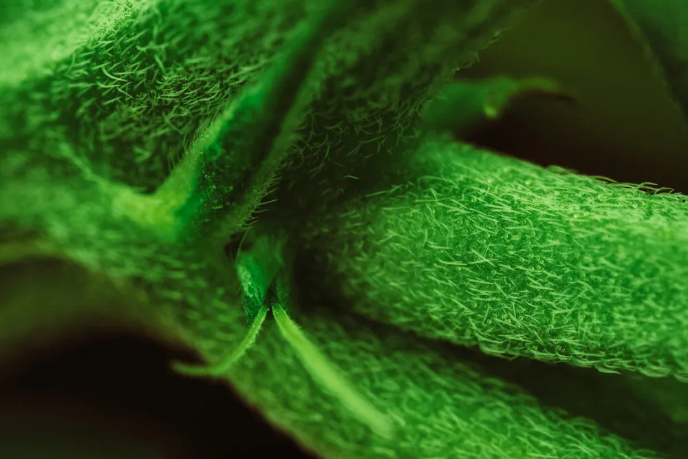 close up of cannabis bract