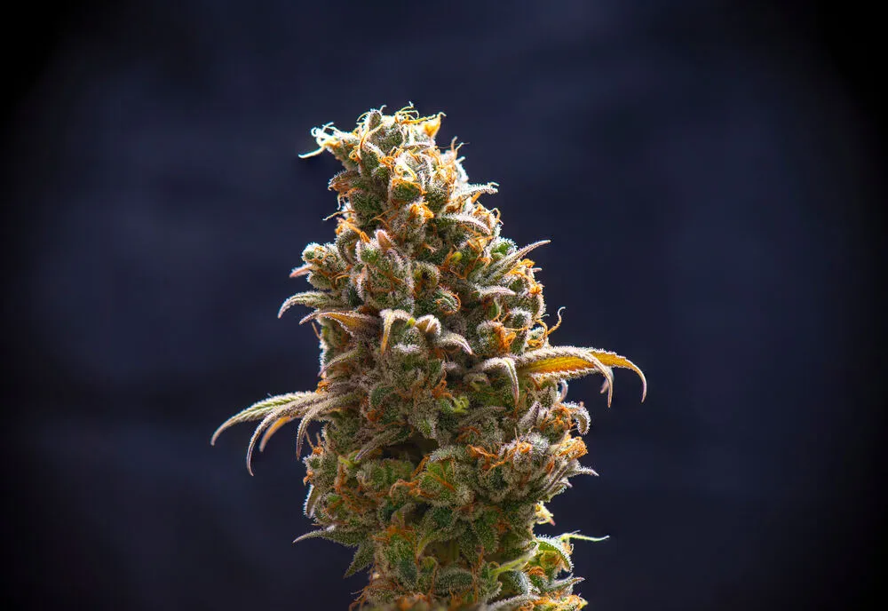 close up of cannabis flower