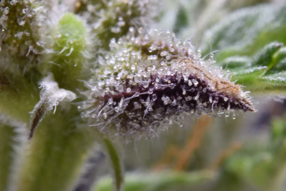 close up of cannabis calyx