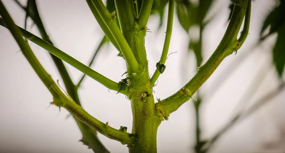 close up of cannabis stem