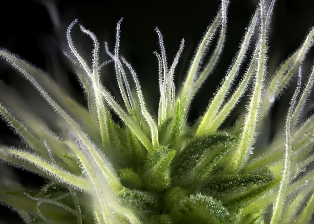 close up of cannabis stigma