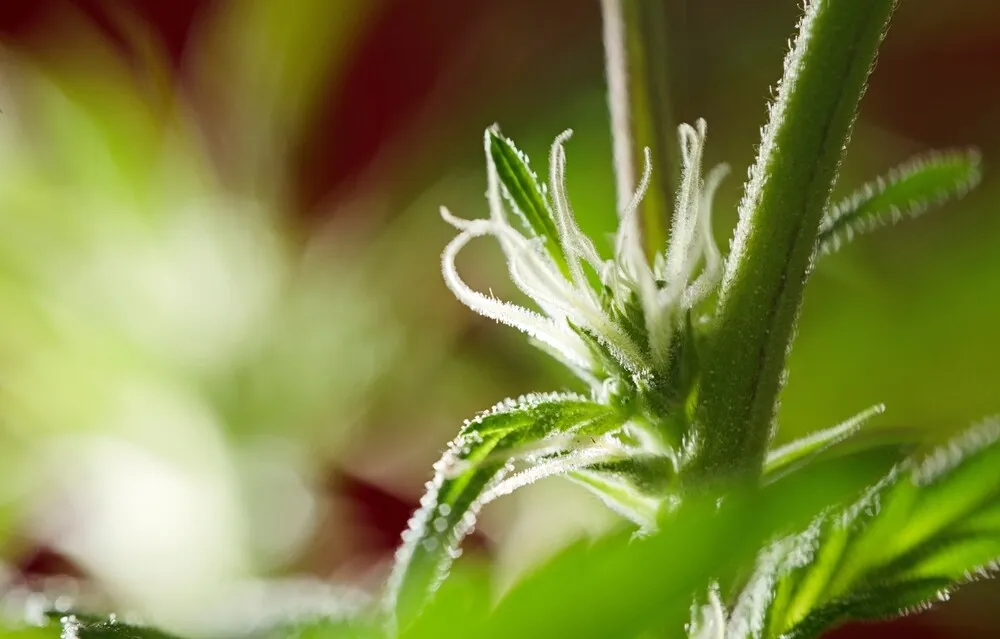 What are the early signs of male or female cannabis plants?