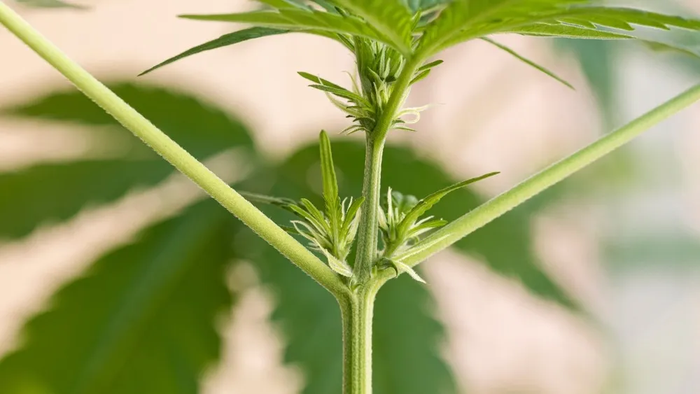 early signs of cannabis sex with pistils showing on female plant