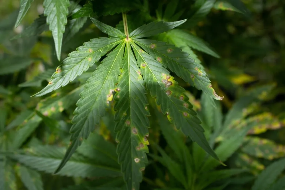 What causes rust spots on cannabis leaves?