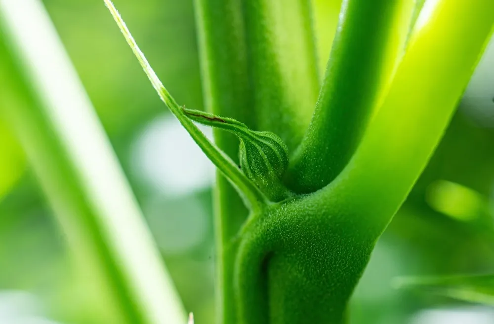 male pollen sack forming on cannabis plant