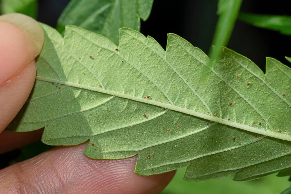 spider mites on a cannabis marijuana plant