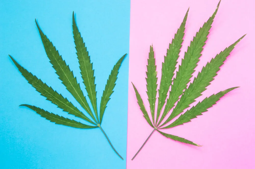 Male vs Female cannabis plants