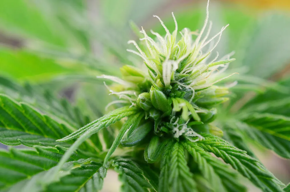 a cannabis plant that has gone hermaphrodite showing signs of male and female traits with pistils and sacks