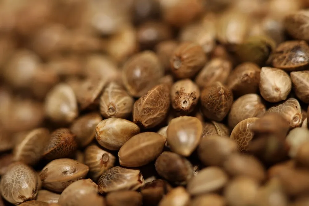 a close up image of lots of cannabis seeds