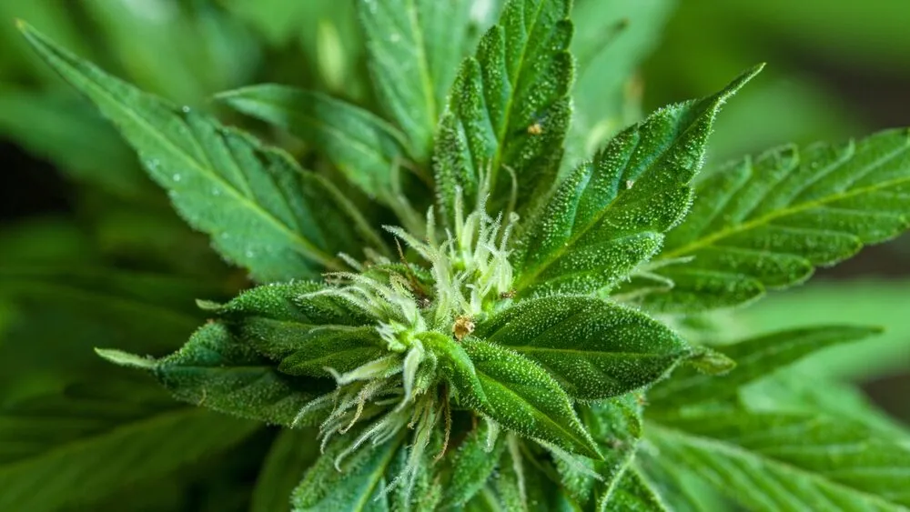 cannabis plant showing signs of being a female plant with pistils that look like small white hairs