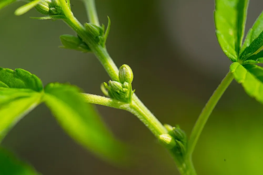 cannabis plant showing signs of being a male plant with sacks