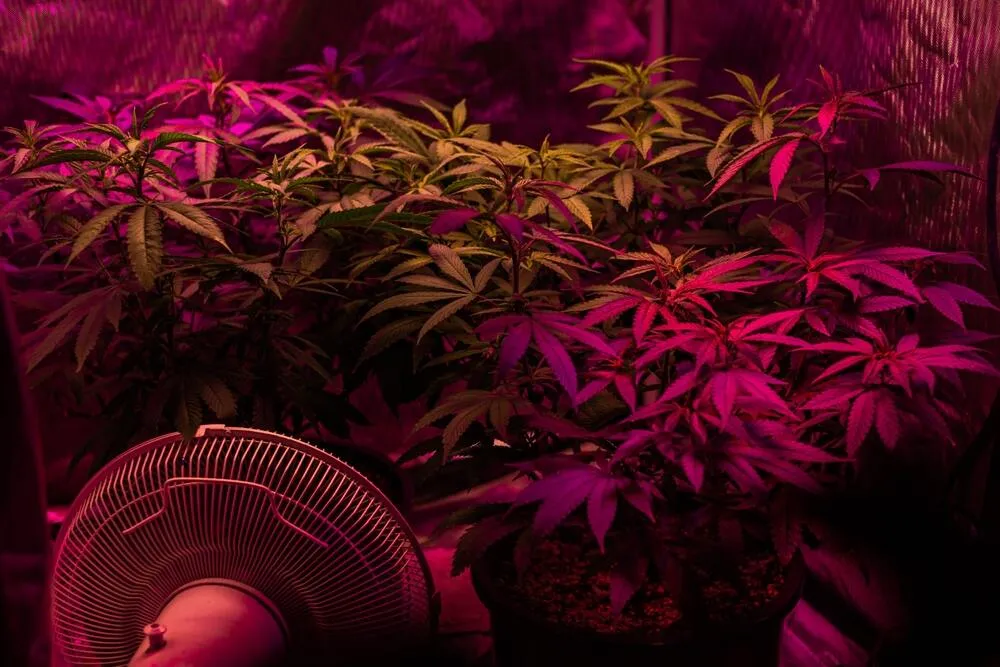 fan used on cannabis to increase airflow