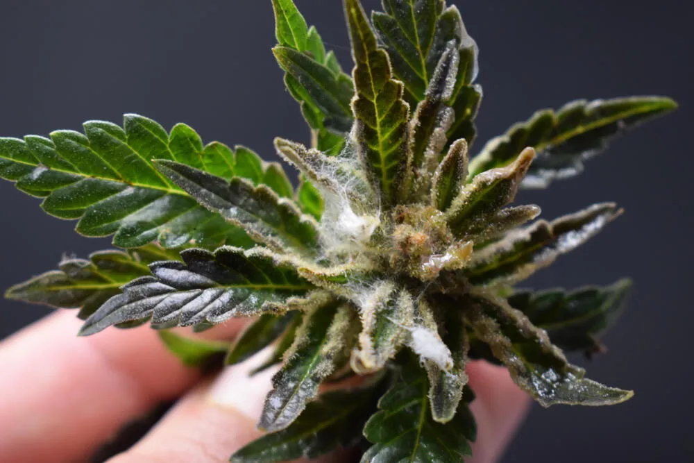 mold forming on cannabis flowers