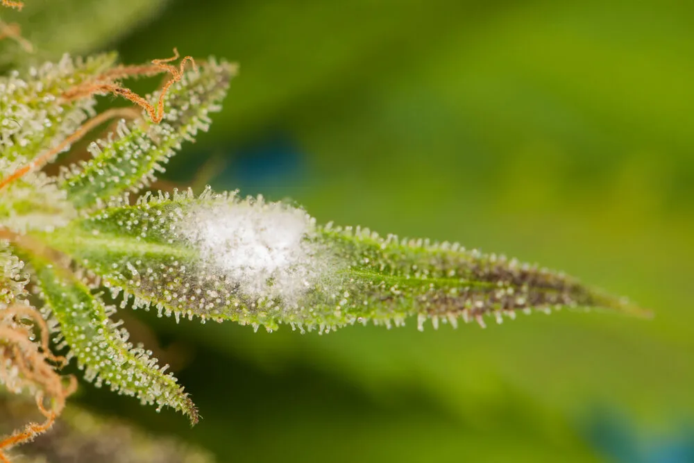 How to identify and treat mold on cannabis plants