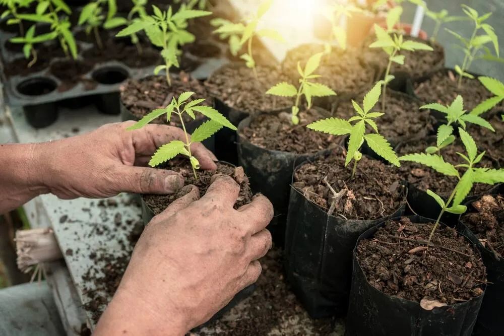 a man planting cannabis seedlings into black plant pots